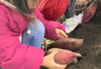 お芋ほりと焼き芋パーティ！！