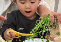 豆苗ちょきちょき　ちょっぴりさくらっこSDGs！！