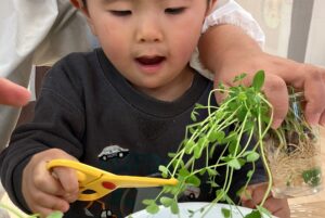 豆苗ちょきちょき　ちょっぴりさくらっこSDGs！！