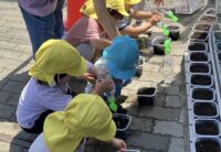 大根植えたよ～☆